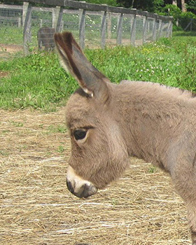 Critter Haven Farm Miniature Donkeys